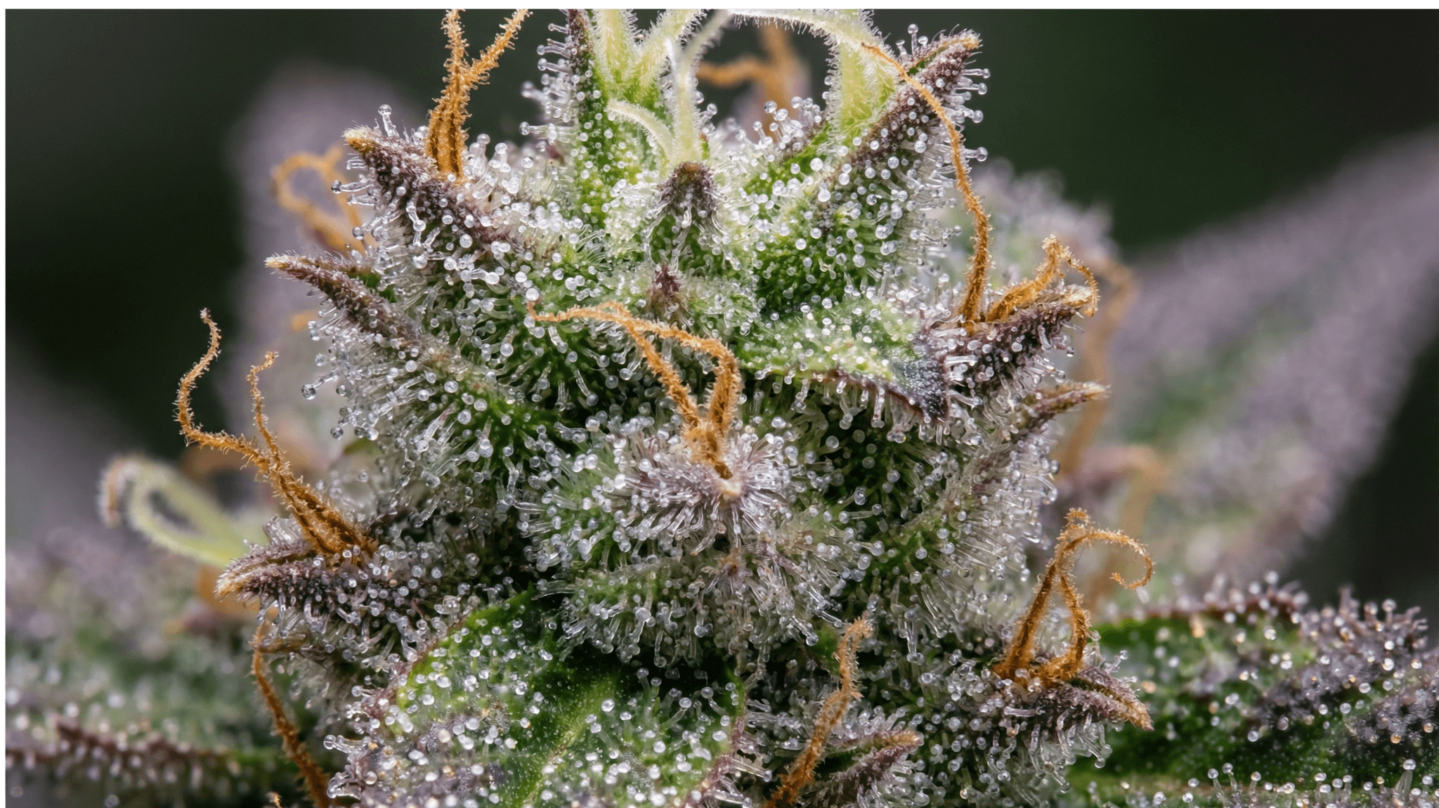 Nahaufnahme von Cannabis Blüte mit Trichomen und Stigmas