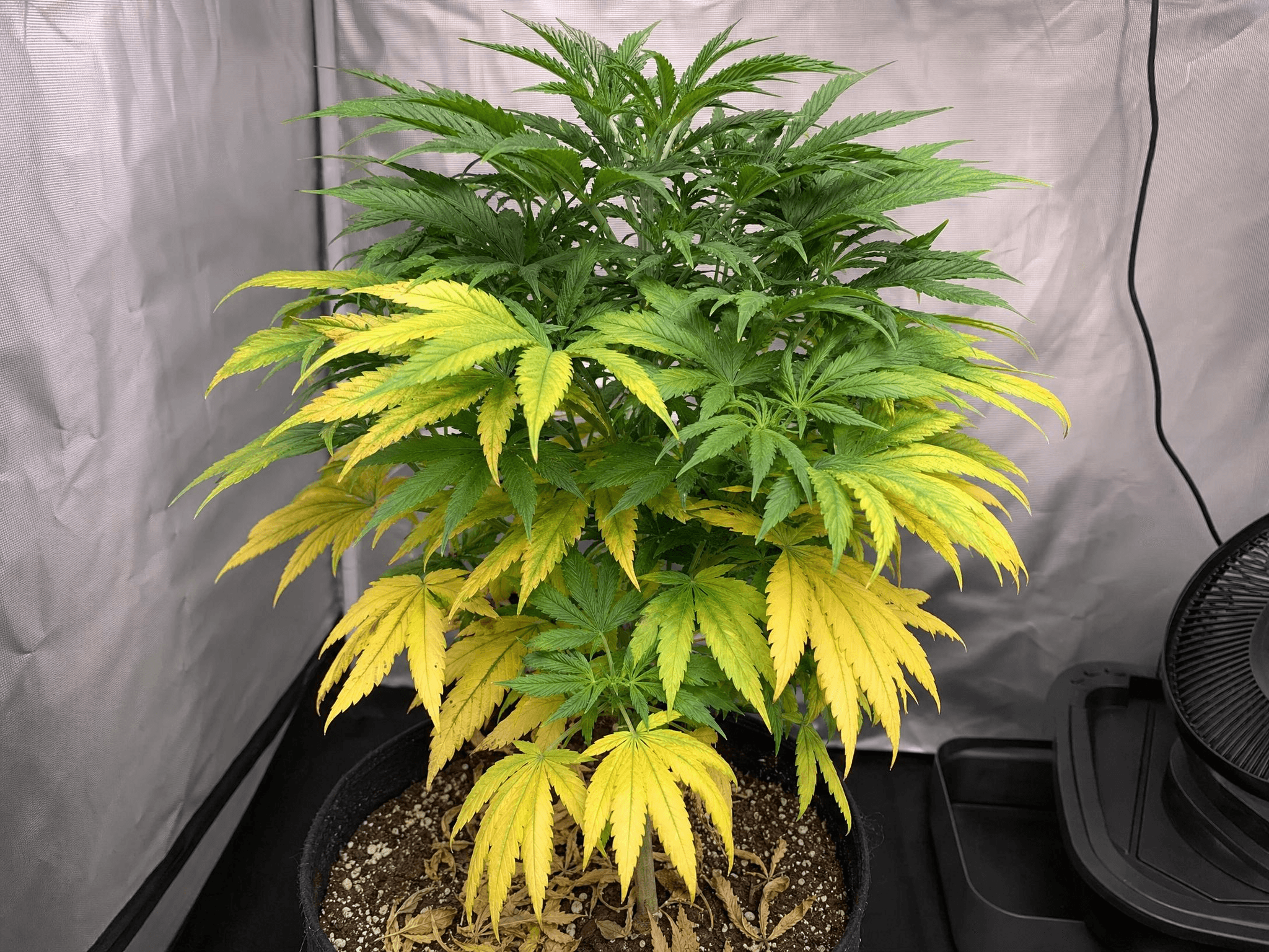 Cannabispflanze mit gelben Blätern durch Stickstoffmangel