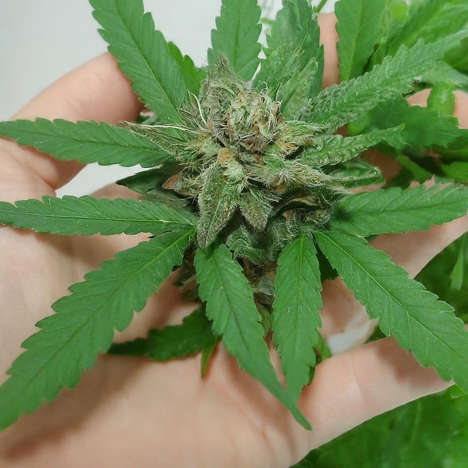 Hand hält grüne Cannabisblüte mit Blättern und sichtbaren Trichomen