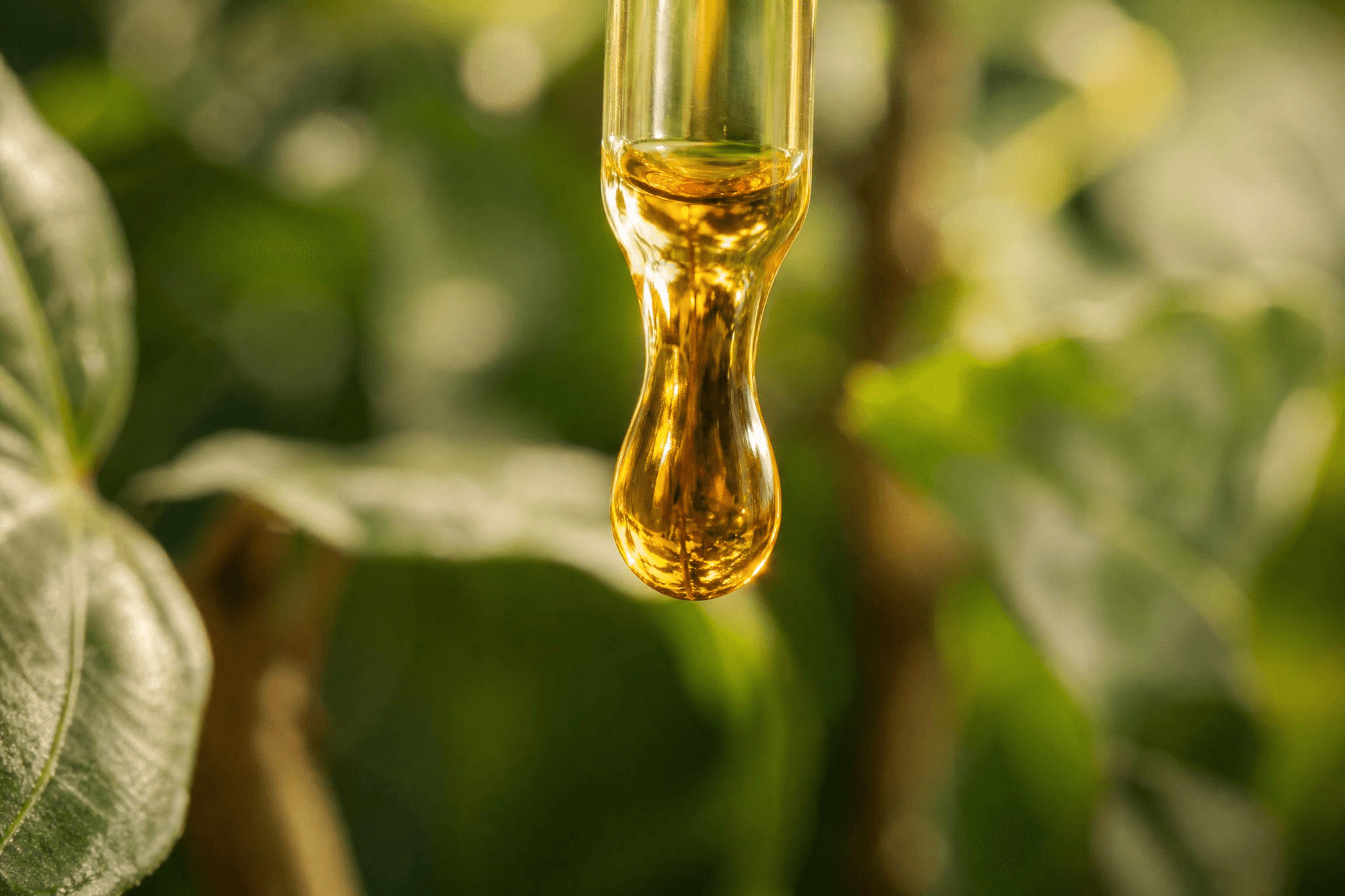 Goldener CBD-Öltropfen fällt von einer Pipette vor unscharfem grünen Pflanzenhintergrund