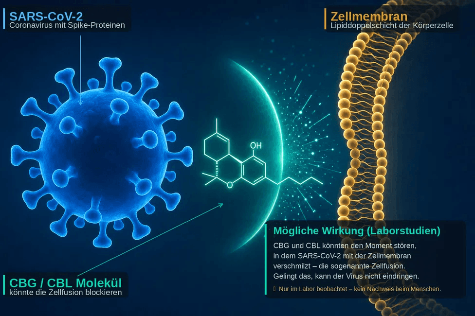 Wissenschaftliche Illustration: SARS-CoV-2-Virus, ein Cannabinoid-Molekül und eine Zellmembran – mit Erklärung zur möglichen Hemmung der Zellfusion durch CBG und CBL laut Laborstudien.