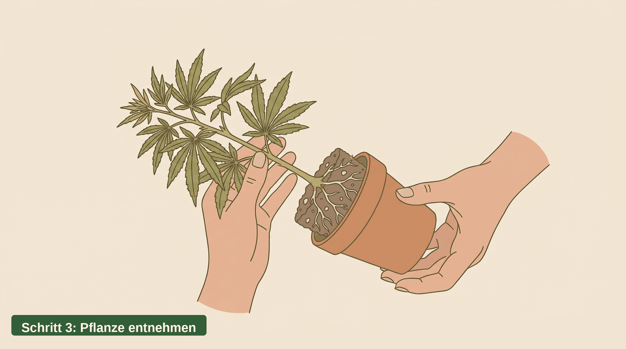 Hände kippen einen Tontopf seitlich und lösen vorsichtig den intakten Wurzelballen einer Cannabispflanze heraus.