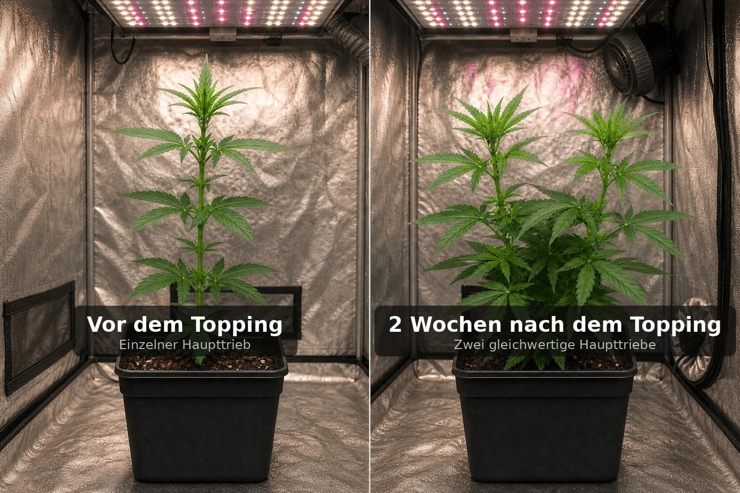 Cannabispflanze vor und zwei Wochen nach dem Topping im Growzelt: links ein einzelner dominanter Haupttrieb, rechts zwei gleichwertige Haupttriebe nach dem Eingriff
