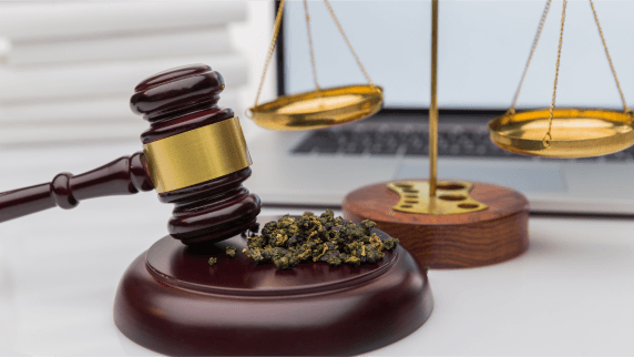 Richterhammer mit Cannabisblüten und Waage vor Laptop