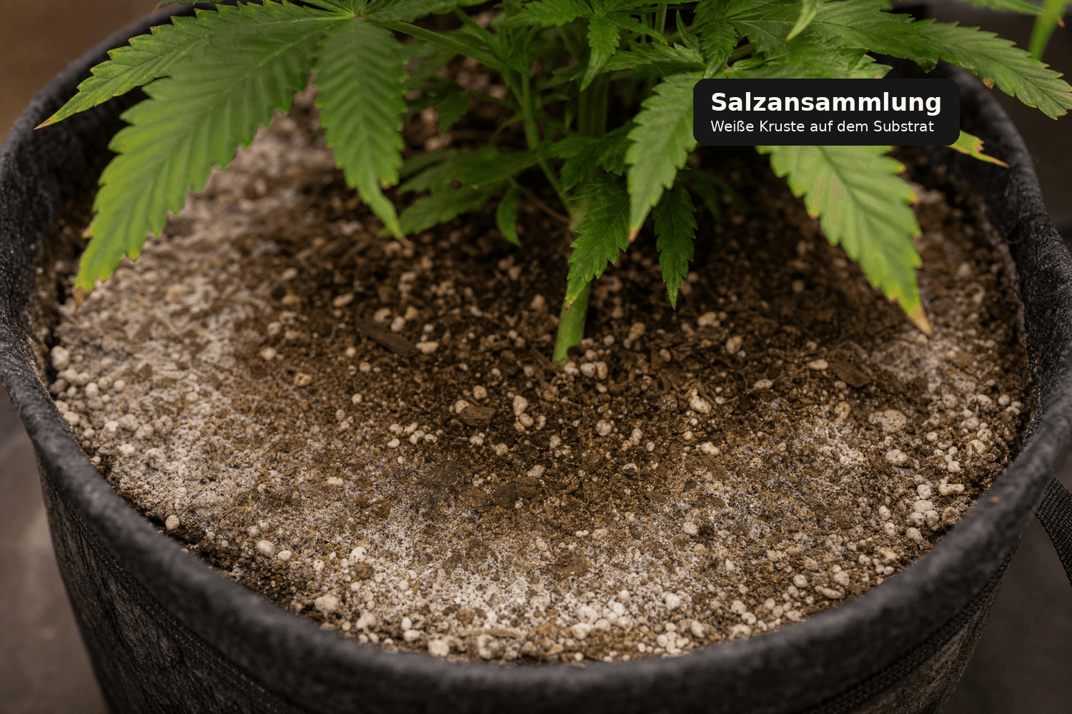 Weißliche Salzkruste auf der Oberfläche eines Pflanztopfs mit leicht braunen Blattspitzen an der Cannabispflanze.
