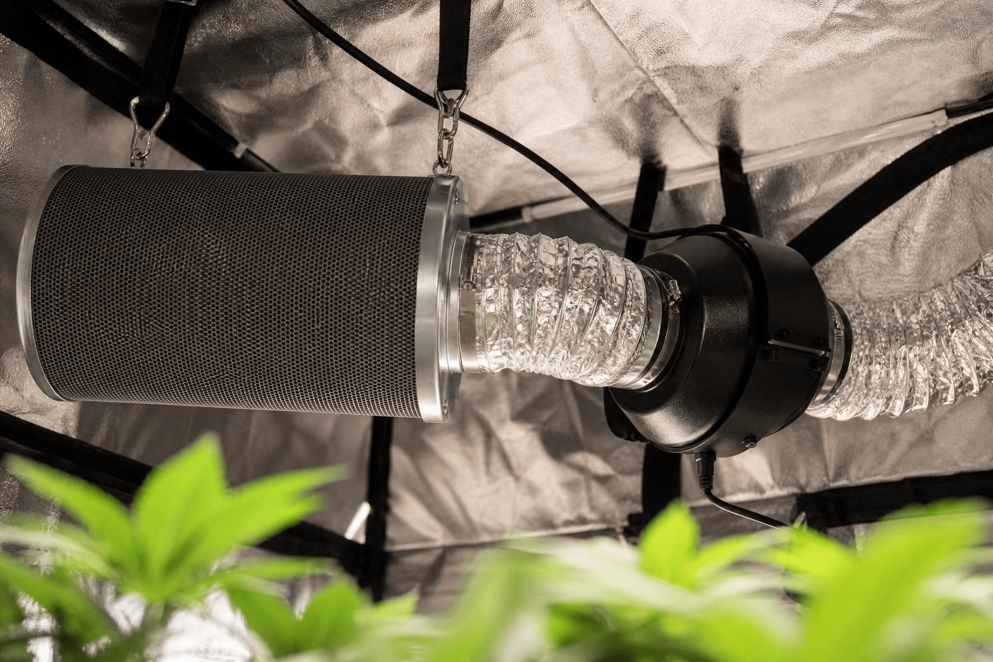 Aktivkohlefilter und Inline-Lüfter verbunden mit flexiblem Aluminiumschlauch, hängend im oberen Bereich eines Growzelts, im Vordergrund unscharf grüne Cannabispflanzen