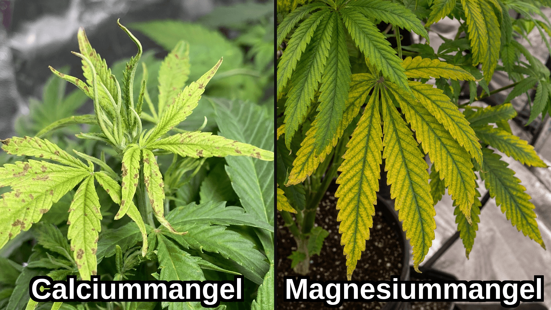 Links Calciummangel mit braunen unregelmäßigen Flecken auf jungen Trieben, rechts Magnesiummangel mit der typischen interveinal Chlorose an älteren Blättern. Beide Mängel treten häufig gemeinsam auf und sind oft pH-bedingt.