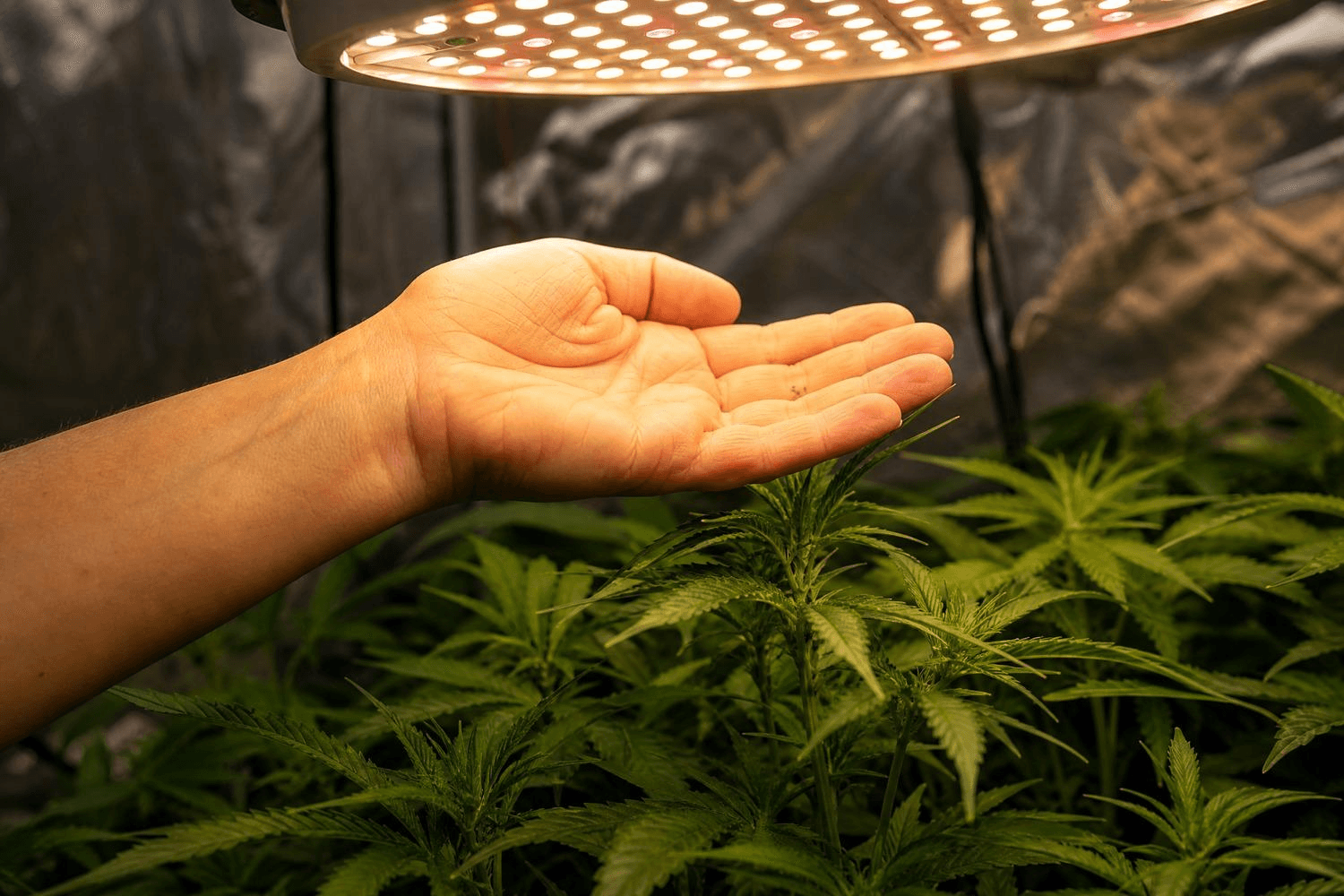 Hand wird auf Höhe des Pflanzenwipfels unter eine LED-Grow-Lampe gehalten – Handflächentest zur Überprüfung des richtigen Lampenabstands