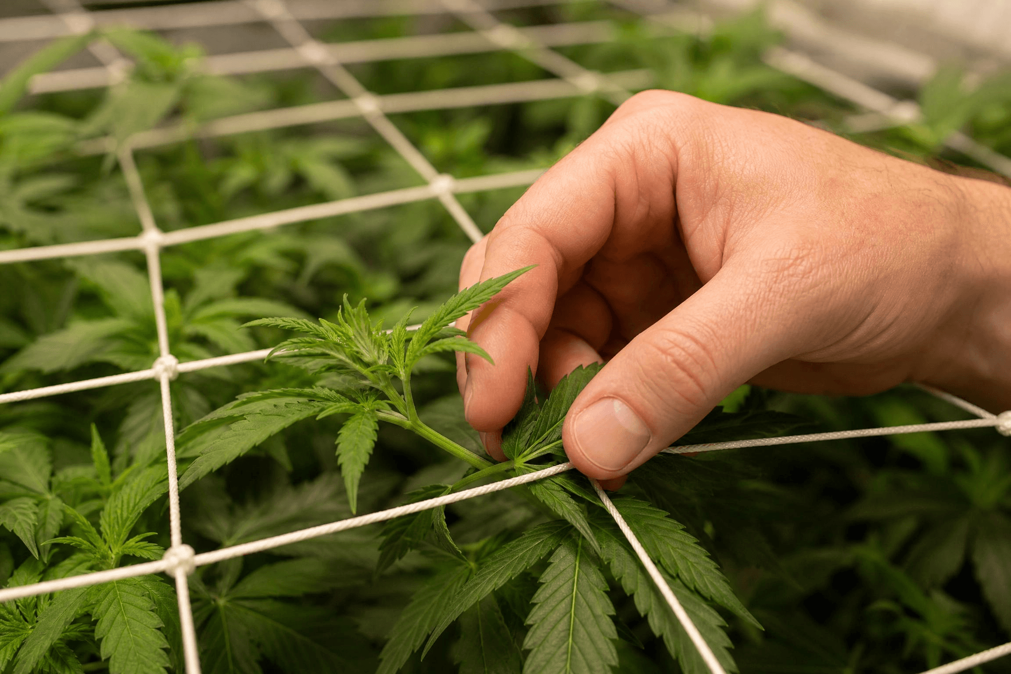 Eine Hand führt einen jungen Cannabistrieb behutsam durch die Maschen eines SCROG-Netzes im Growzelt.