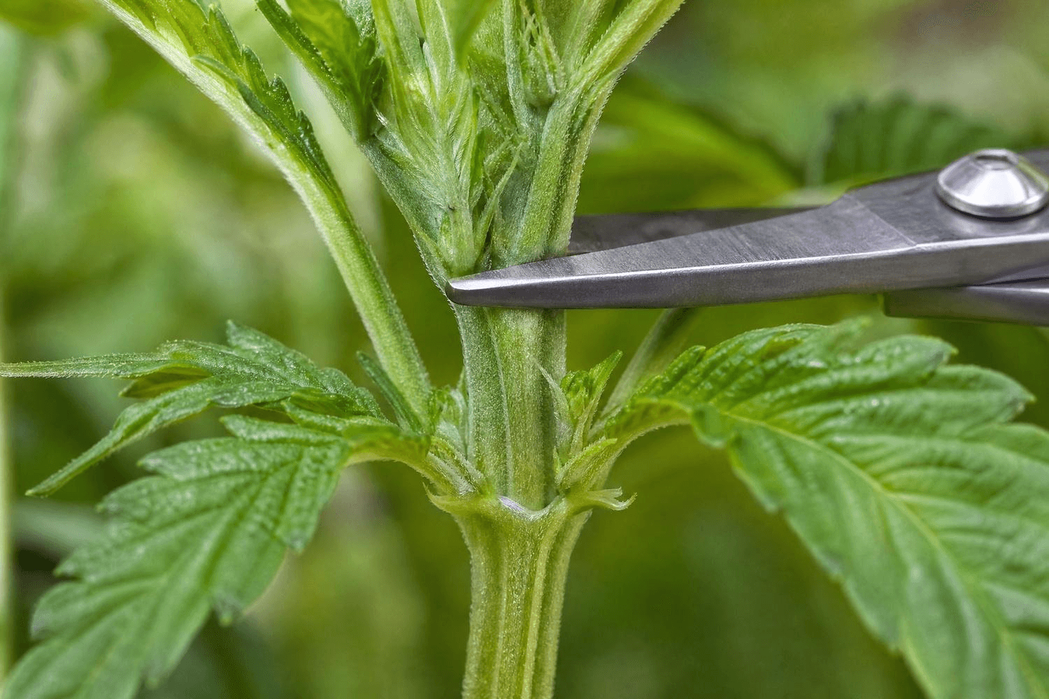 Eine Cannabispflanze wird mit einer speziellen Pflanzenschere beschnitten