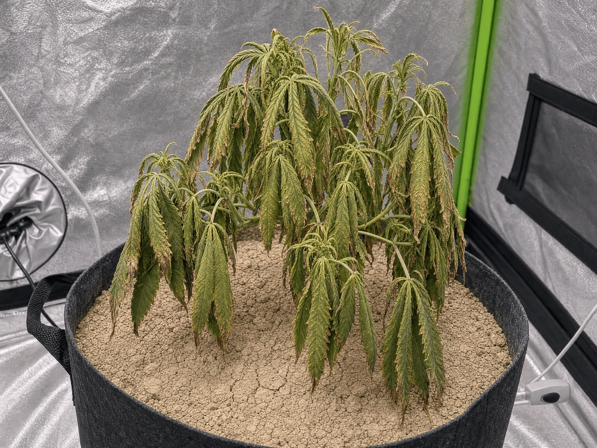 Unterwässerte Cannabispflanze