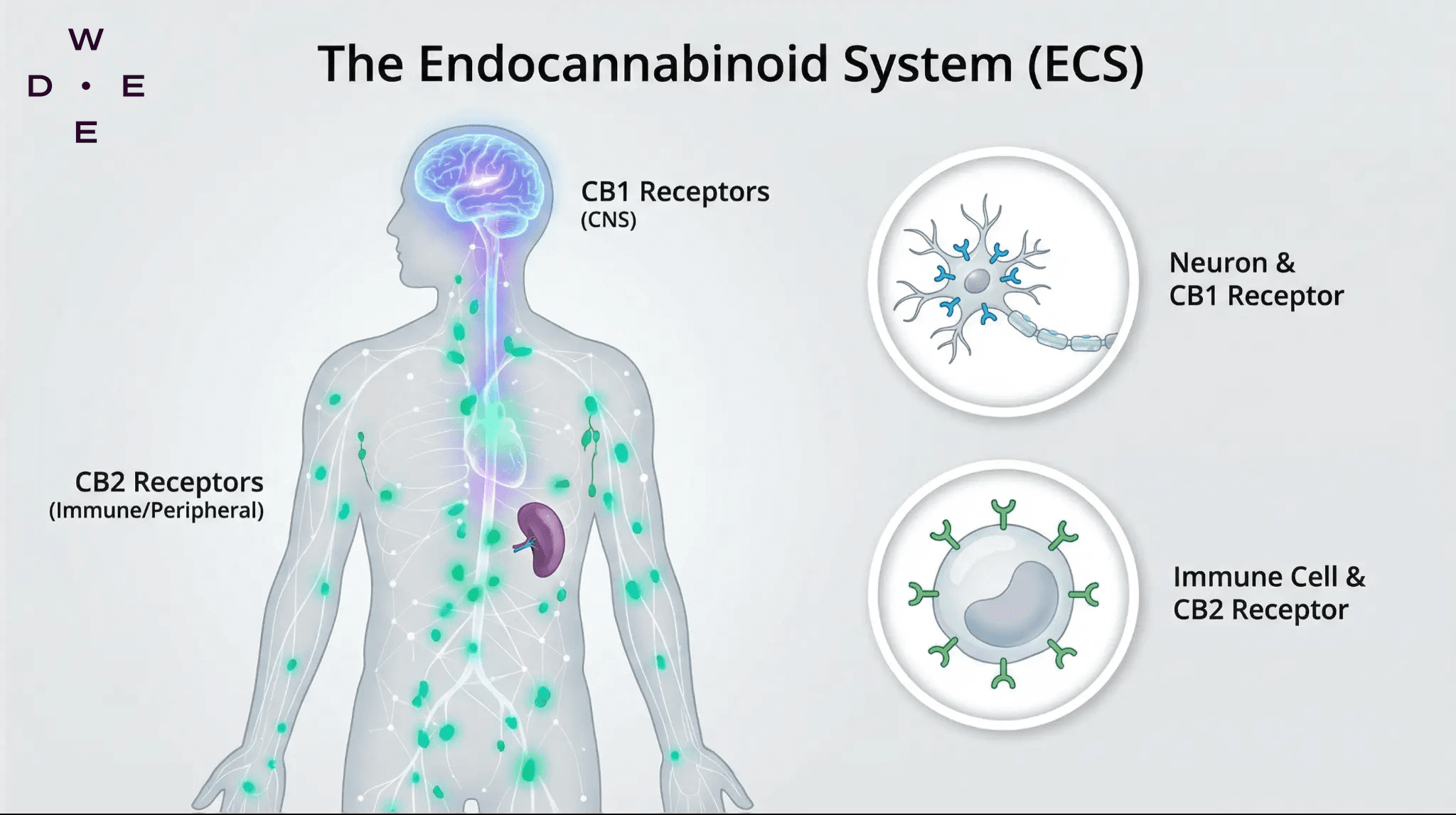 Infografik zum ECS - Endocannabinoid System