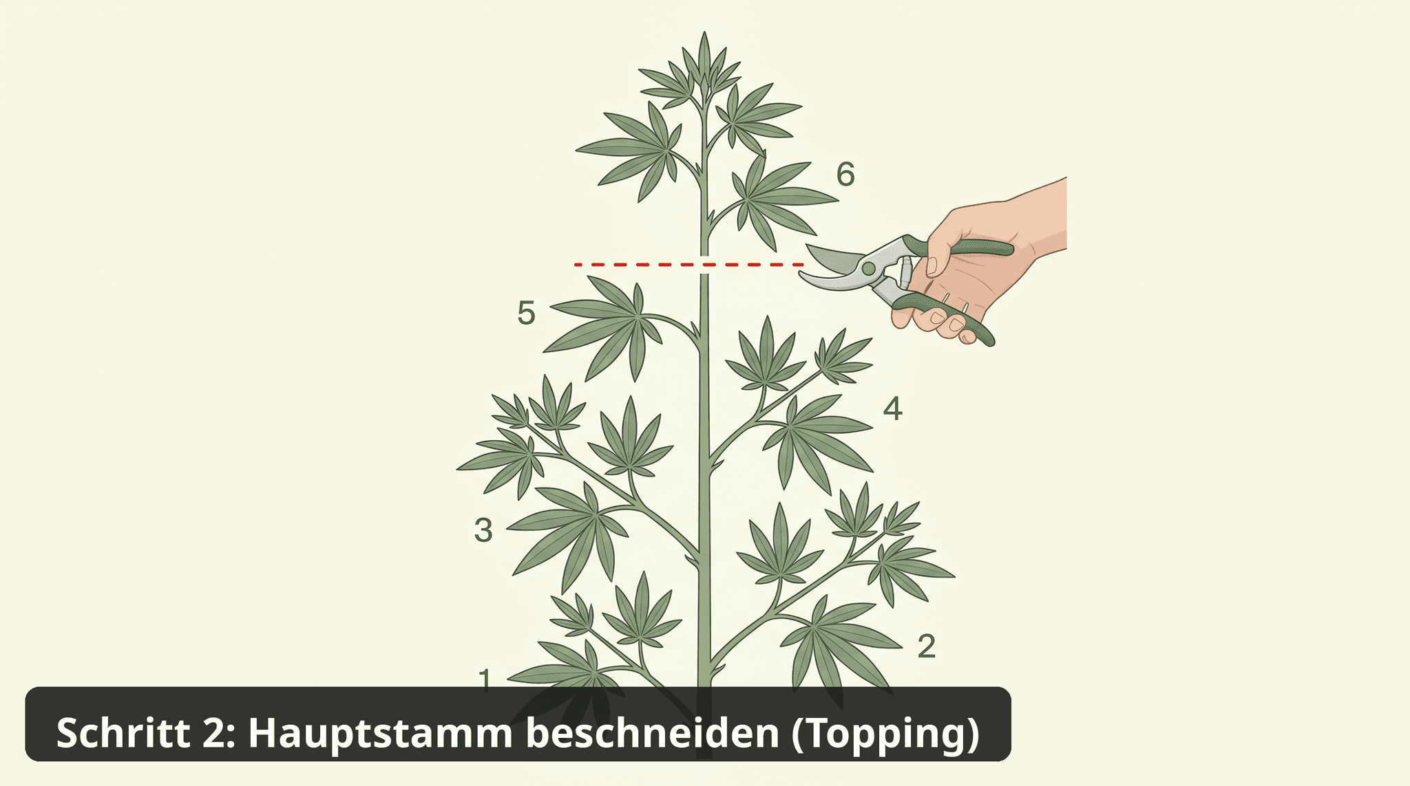 Illustration einer Cannabispflanze mit sichtbaren Wurzeln, bei der eine Hand mit Gartenschere die zentrale Wachstumsspitze direkt über dem fünften Nodium abschneidet – markiert durch eine rote gestrichelte Linie mit Pfeil – Schritt 2 der Anleitung zum Cannabispflanzen beschneiden (Topping).