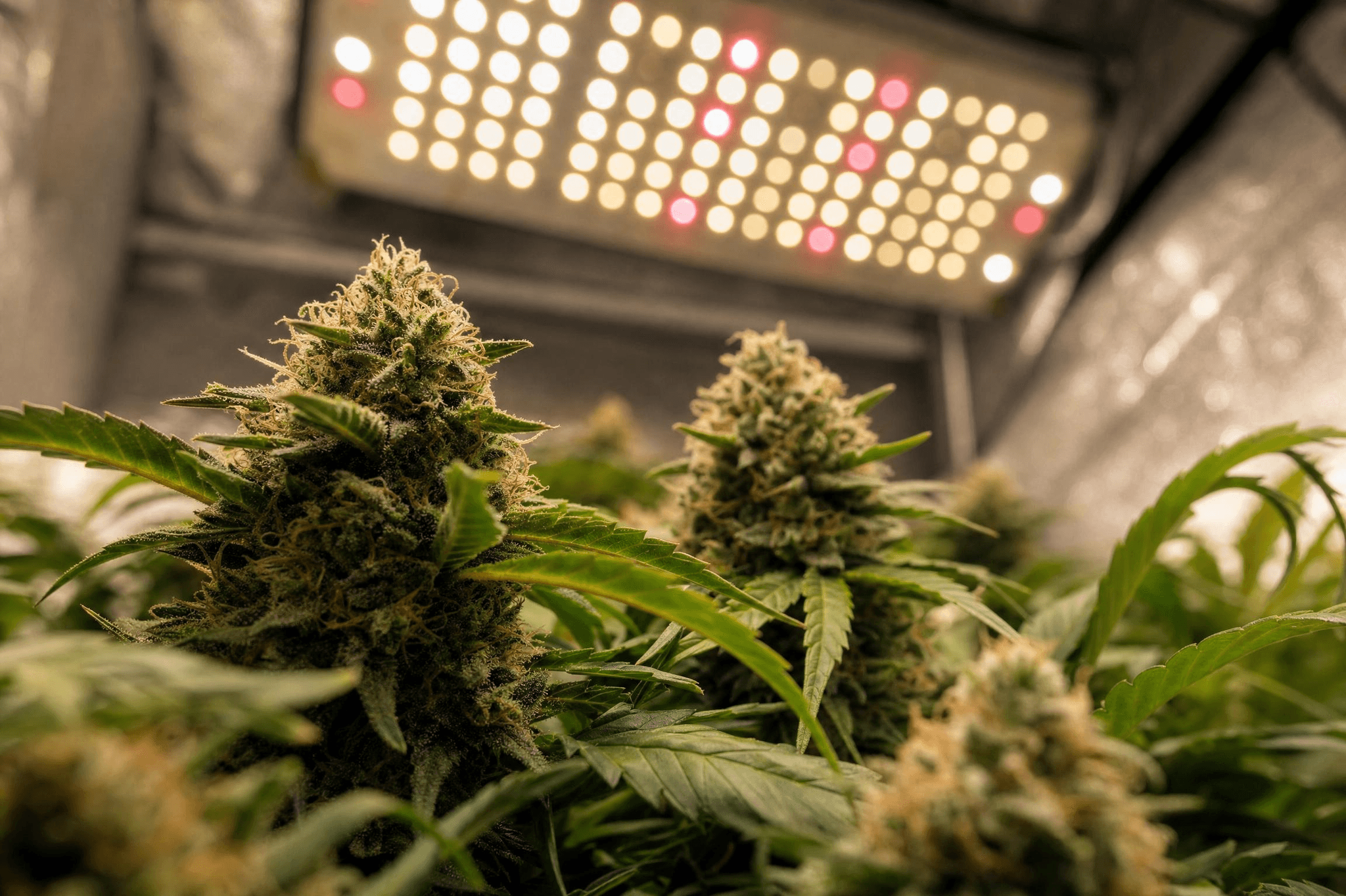 Mehrere blühende Cannabispflanzen mit gleichmäßig ausgebildeten Kolas unter einer LED-Grow-Lampe im Indoor-Zelt – Ergebnis einer strukturierten Anbaumethode wie Topping