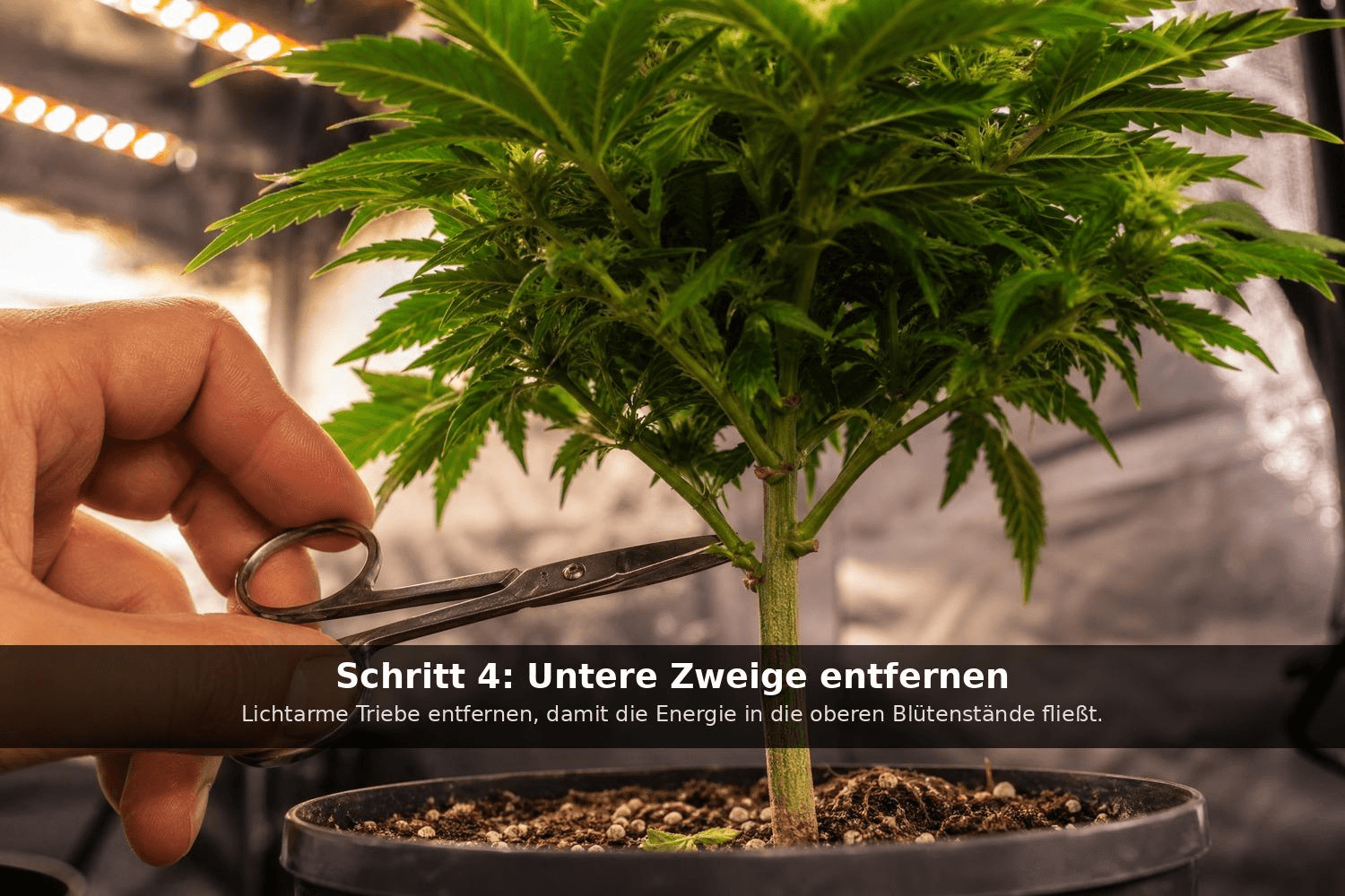 Schere entfernt präzise einen unteren Seitentrieb einer Cannabispflanze im Growzelt – Lollipopping zur Konzentration der Pflanzenkraft auf die oberen Blütenstände.