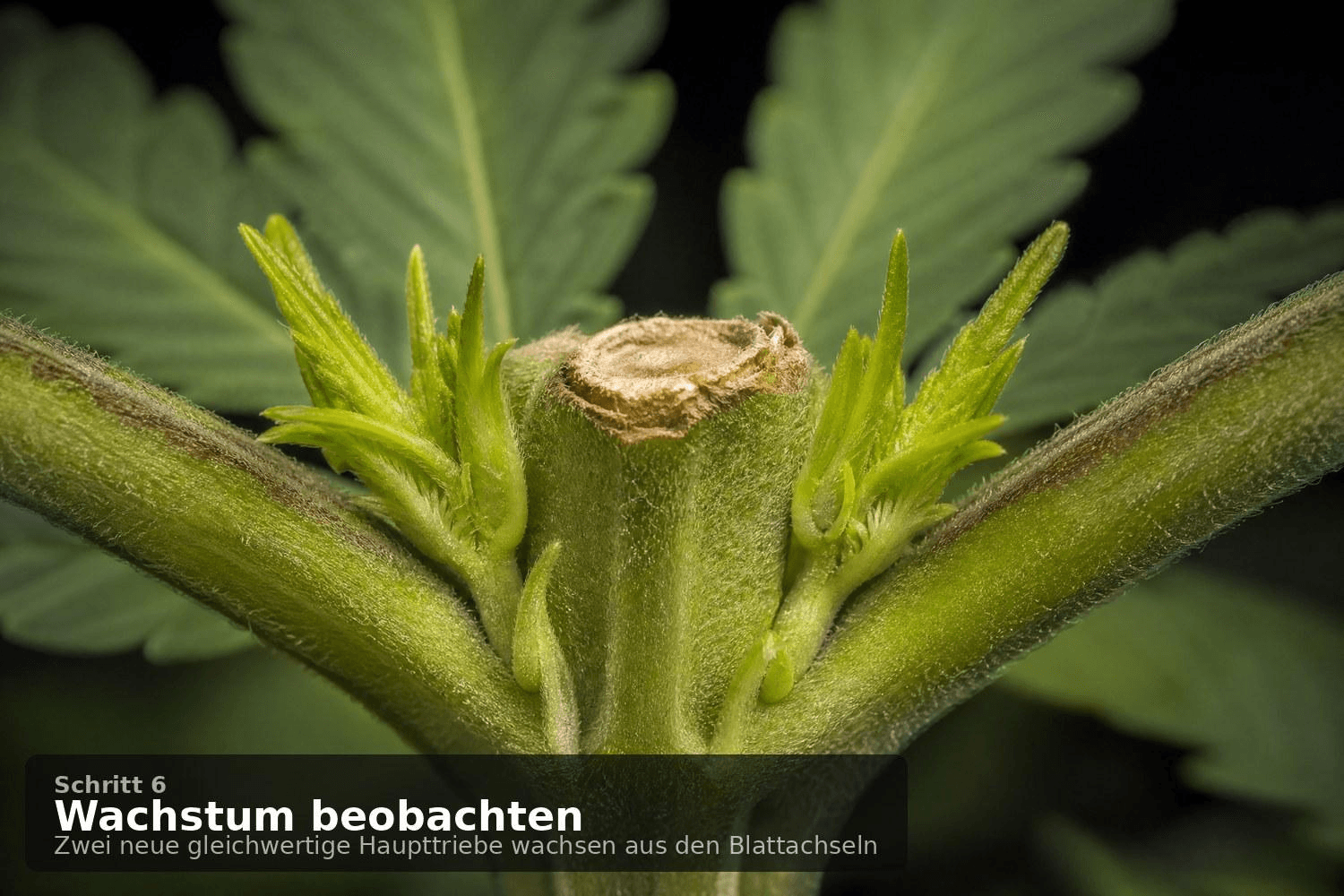 Zwei neue gleichwertige Haupttriebe wachsen aus den Blattachseln unterhalb der Schnittstelle einer Cannabispflanze – Ergebnis eines erfolgreichen Toppings