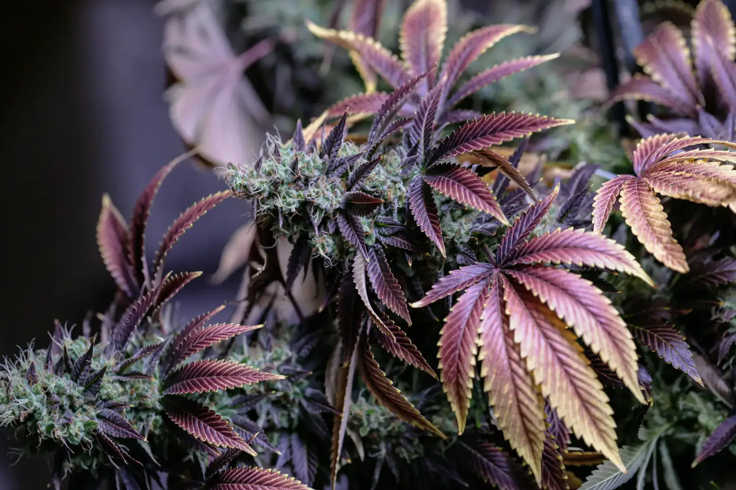 Violette und goldene Cannabisblätter mit dichten Blüten