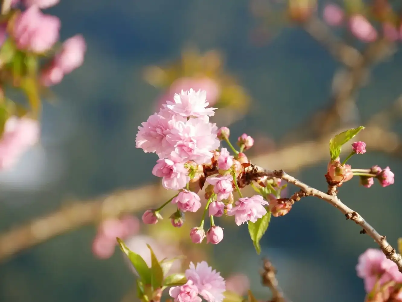 Rosa Kirschblüten und Knospen an Zweig vor verschwommenem Hintergrund