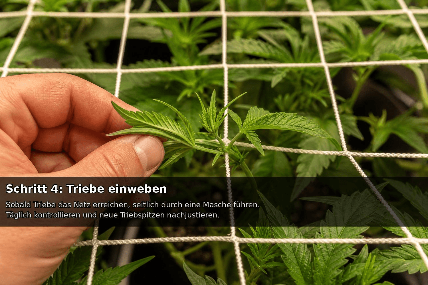 Hand führt einen Cannabistrieb durch eine Masche eines SCROG-Netzes – Einweben der Triebe zur gleichmäßigen horizontalen Wuchssteuerung.