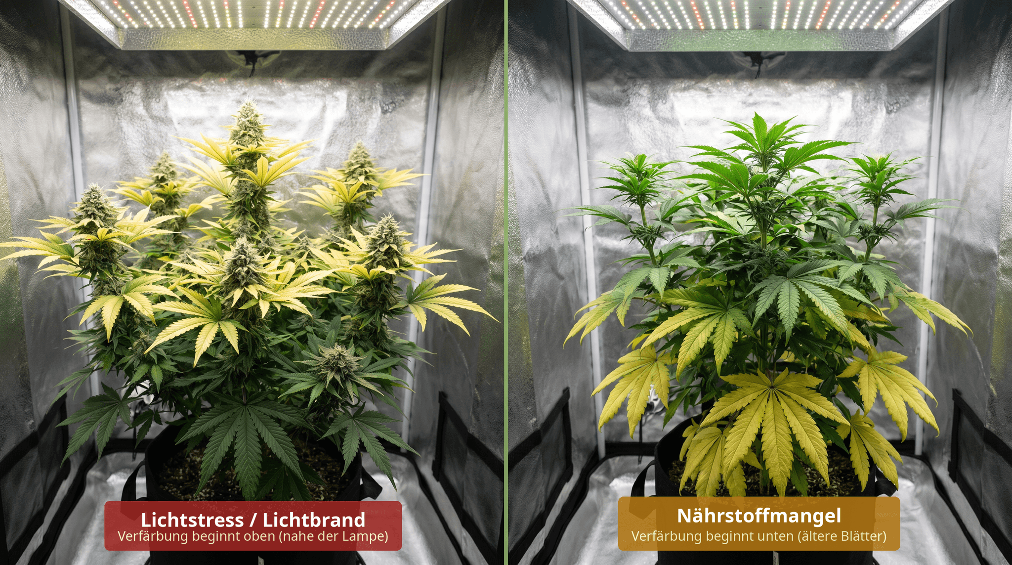 Vergleich von Lichtstress und Nährstoffmangel bei Cannabispflanzen im Growzelt: Links braun-verbrannte Blätter durch Lichtbrand von oben, rechts gelbe Verfärbung der unteren Blätter durch Nährstoffmangel.