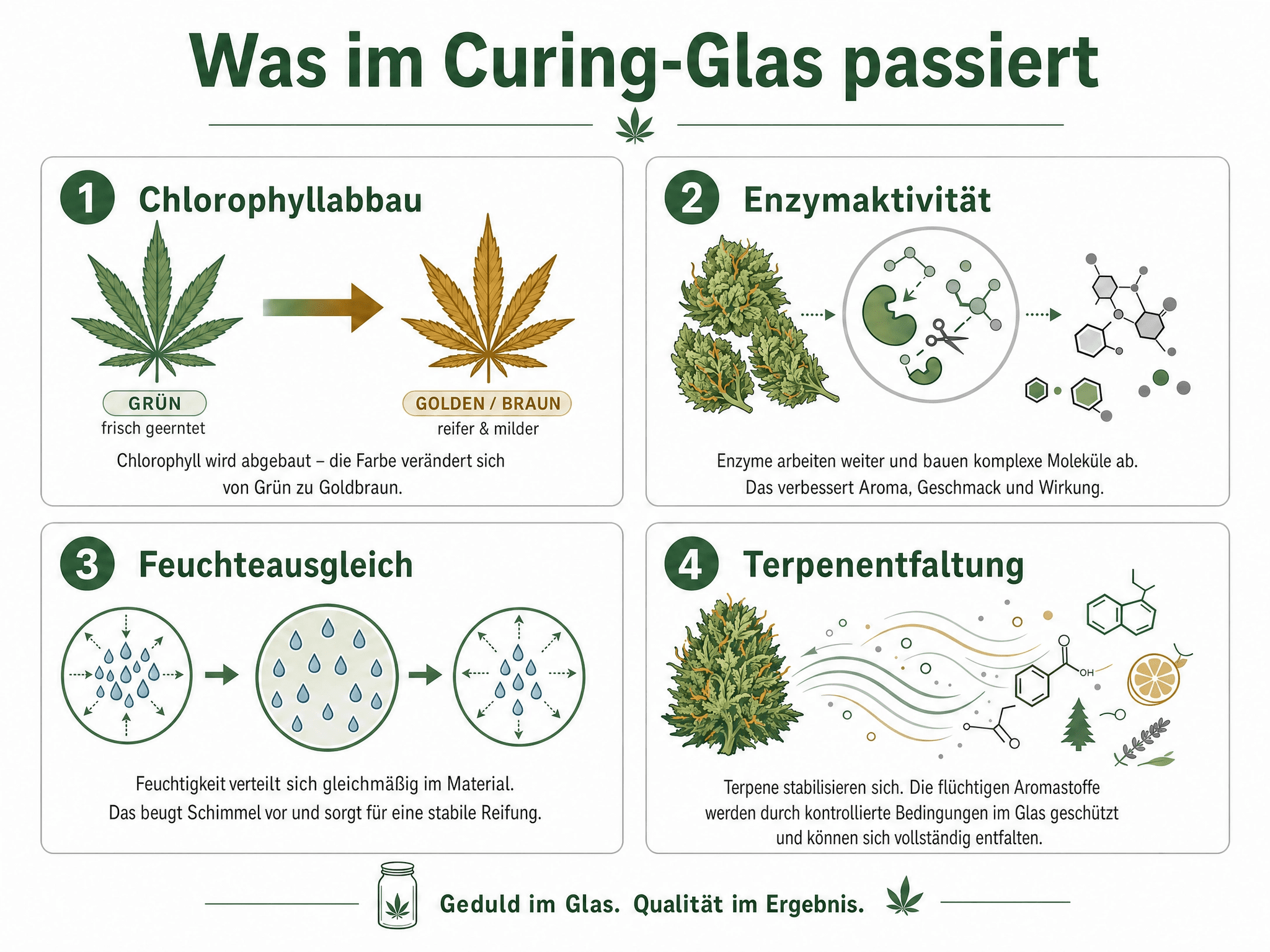 Infografik: Was im Curing-Glas passiert – vier biochemische Prozesse beim Cannabis-Fermentieren: Chlorophyllabbau, Enzymaktivität, Feuchteausgleich und Terpenentfaltung