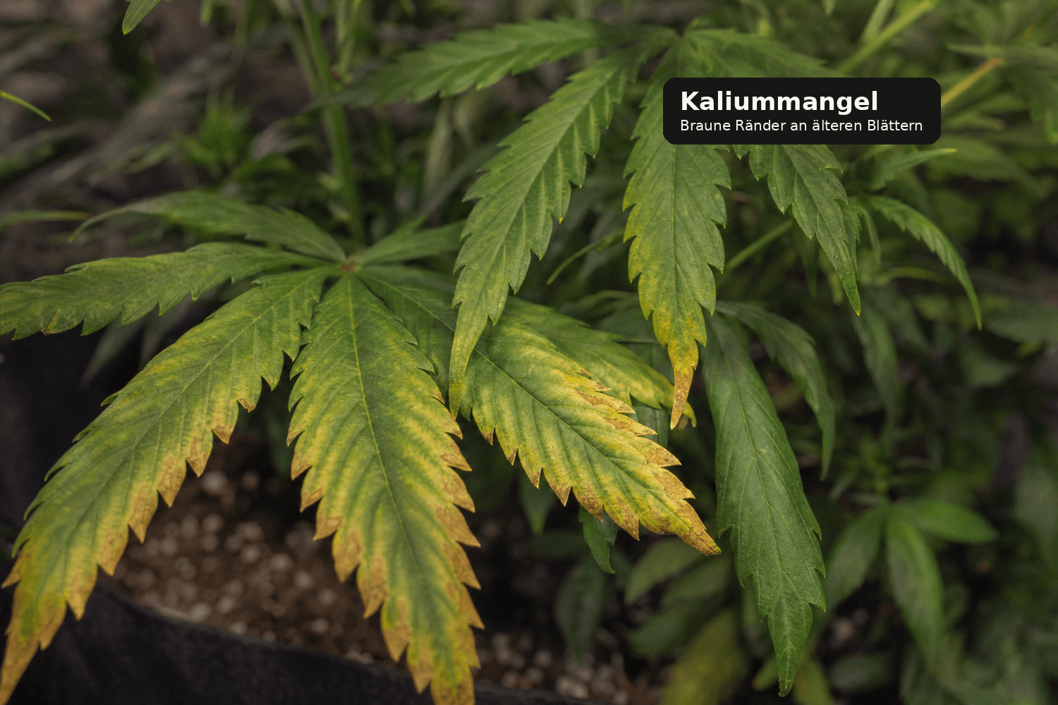 Älteres Cannabisblatt mit gelb-braunen, abgestorbenen Blatträndern als typisches Zeichen von Kaliummangel.