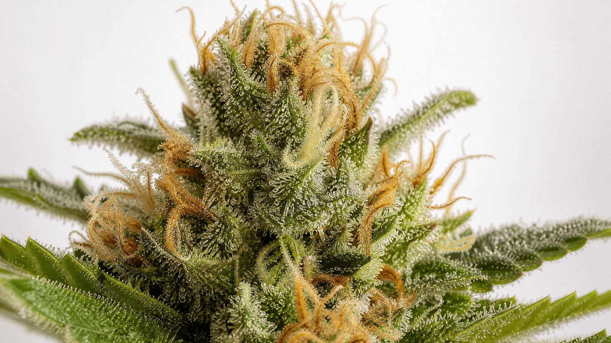 Makroaufnahme von Cannabis-Trichomen unter starker Vergrößerung – die harzigen Drüsenköpfchen produzieren Terpene wie Bisabolol sowie Cannabinoide wie THC und CBD