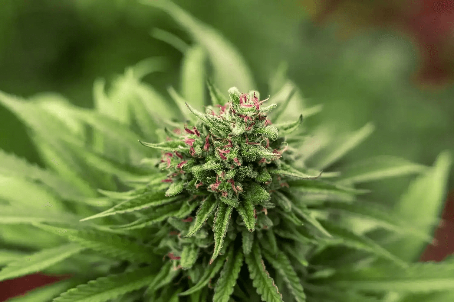 Makroaufnahme einer blühenden Cannabisblüte mit rosa Pistillen und weißen Trichomen vor grünem Bokeh-Hintergrund.