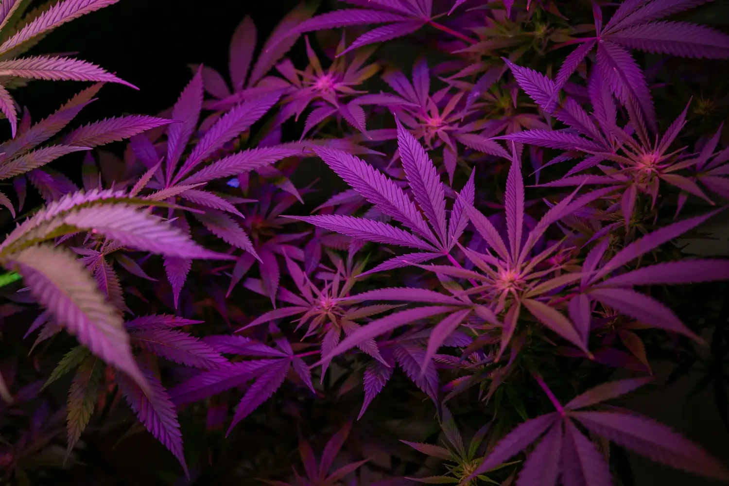 Cannabisblätter im violetten LED-Licht, fächerförmige gezackte Blätter