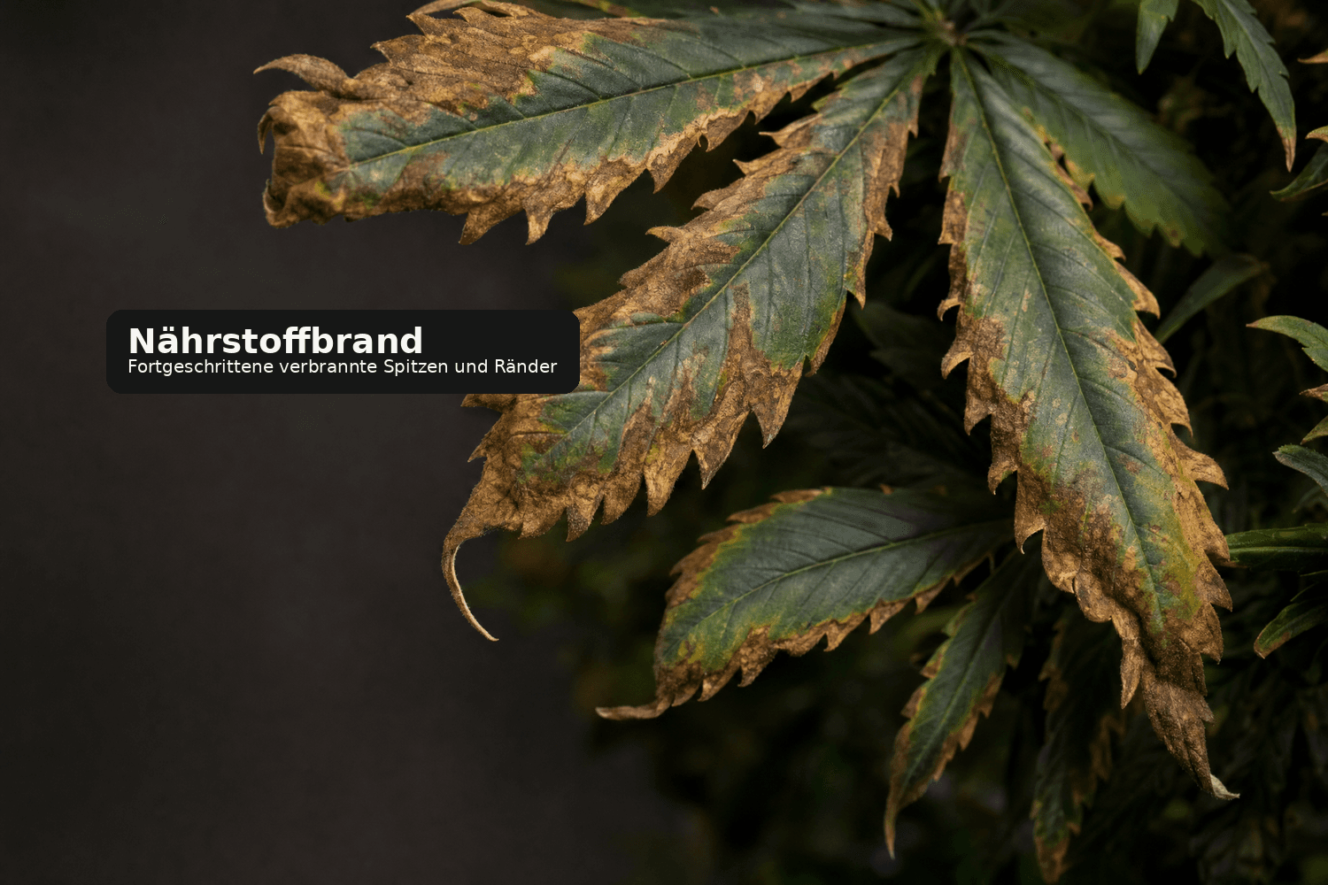 Mehrere Cannabisblätter mit breit verbrannten braunen Spitzen und Rändern als Zeichen von fortgeschrittenem Nährstoffbrand.