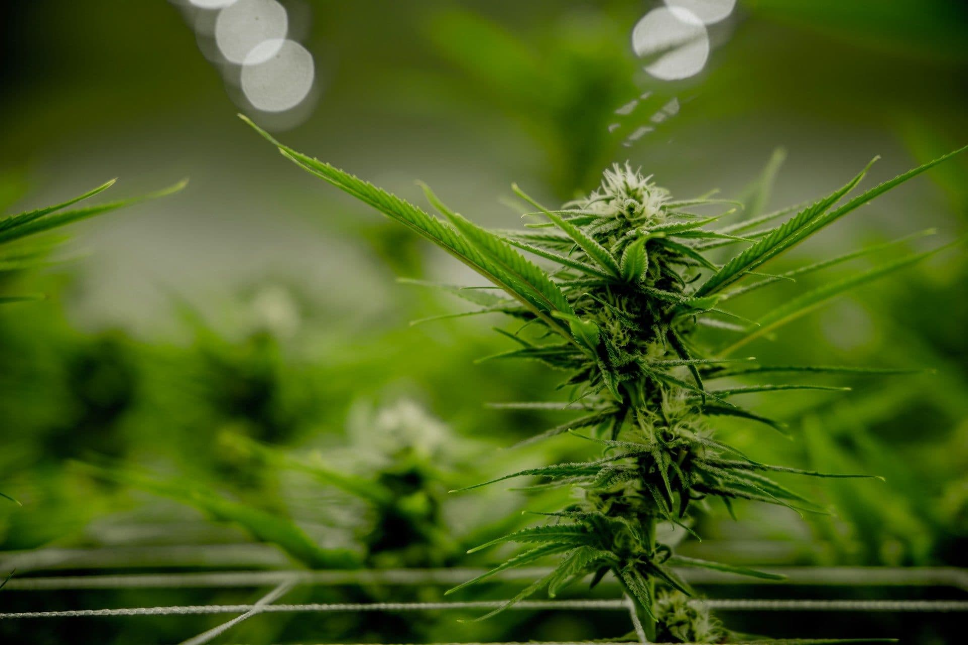 Blühende Cannabispflanze im Indoor-Anbau mit Zuchtnetz und unscharfem Licht