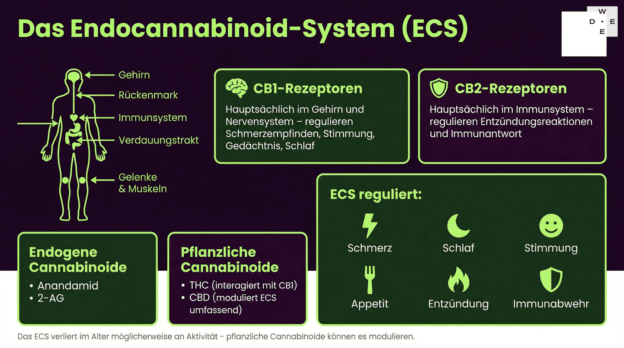 Das Endocannabinoid System