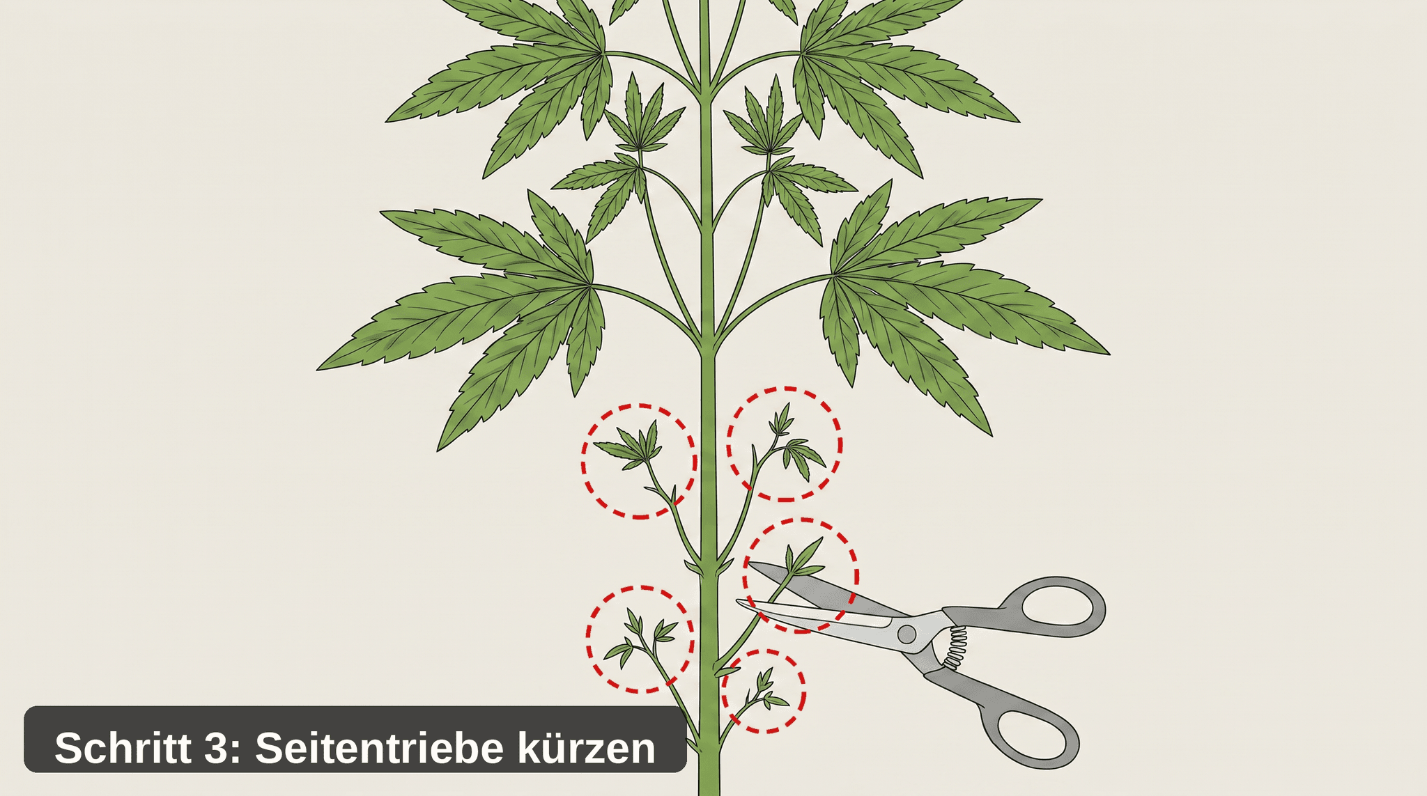 Illustration einer Cannabispflanze, bei der die schwachen unteren Seitentriebe mit roten gestrichelten Kreisen markiert sind und eine Gartenschere einen dieser Triebe am Hauptstamm abschneidet – Schritt 3 der Anleitung zum Cannabispflanzen beschneiden (Lollipopping).
