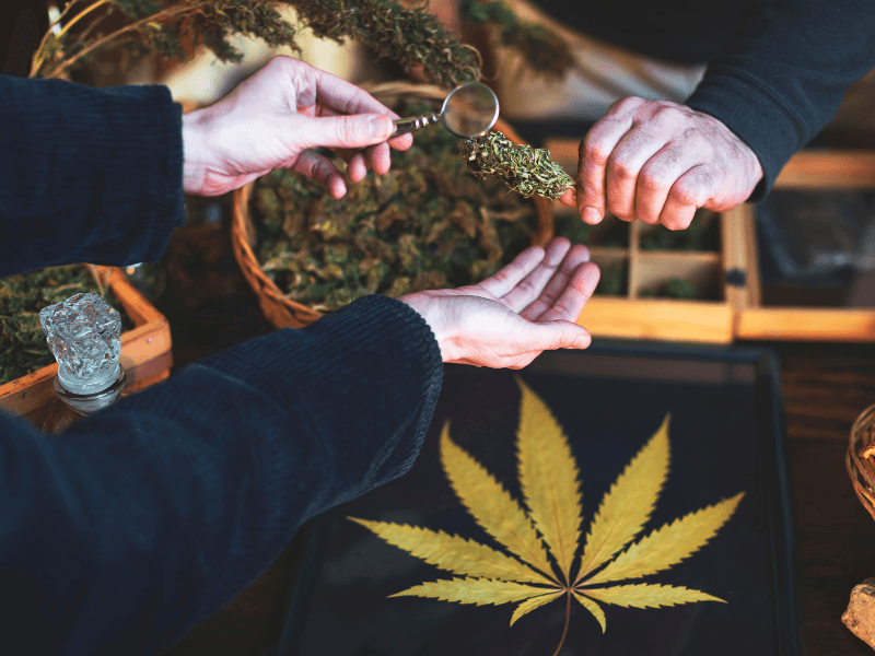 Hände prüfen Cannabisblüte mit Lupe, Tablett mit großem Hanfblatt