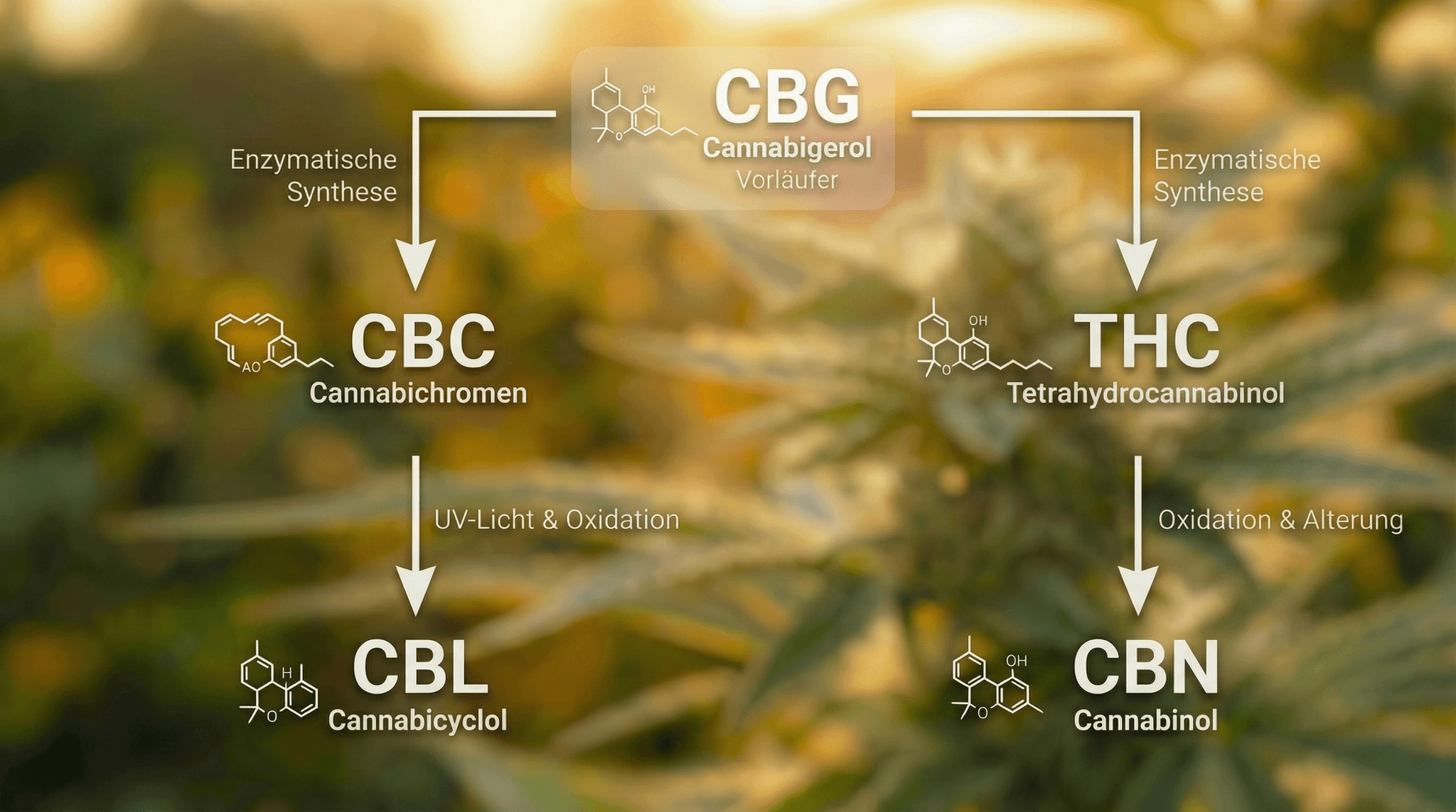 Infografik zum Cannabinoid-Abbauweg: CBG (Cannabigerol) als Vorläufer verzweigt sich durch enzymatische Synthese in CBC (Cannabichromen), das durch UV-Licht und Oxidation zu CBL (Cannabicyclol) abgebaut wird, sowie in THC (Tetrahydrocannabinol), das durch Oxidation und Alterung zu CBN (Cannabinol) wird – dargestellt mit weißen Strukturformel-Icons vor unscharfem Cannabispflanzen-Hintergrund