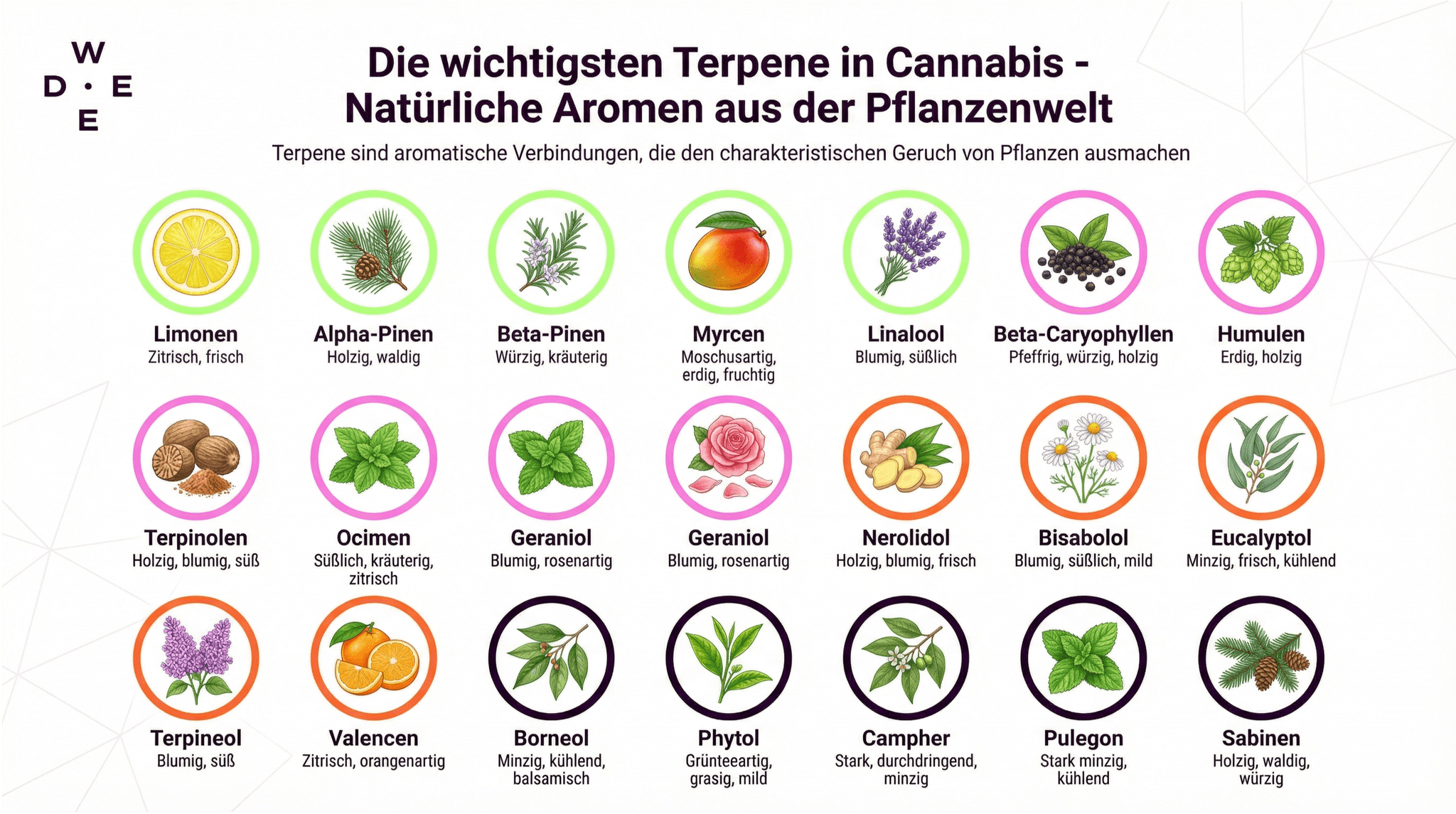 Schaubild für die wichtigsten aromatischen Terpene in Cannabis und ihre Aromen