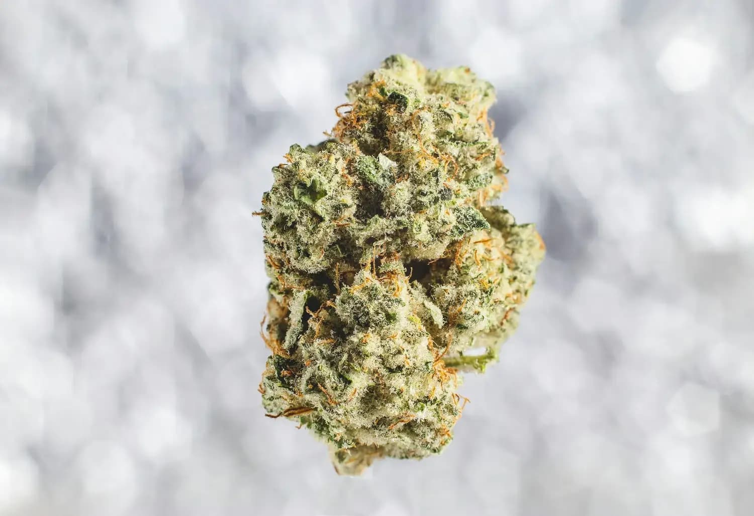 Nahaufnahme einer grünen Cannabisblüte mit orangefarbenen Härchen