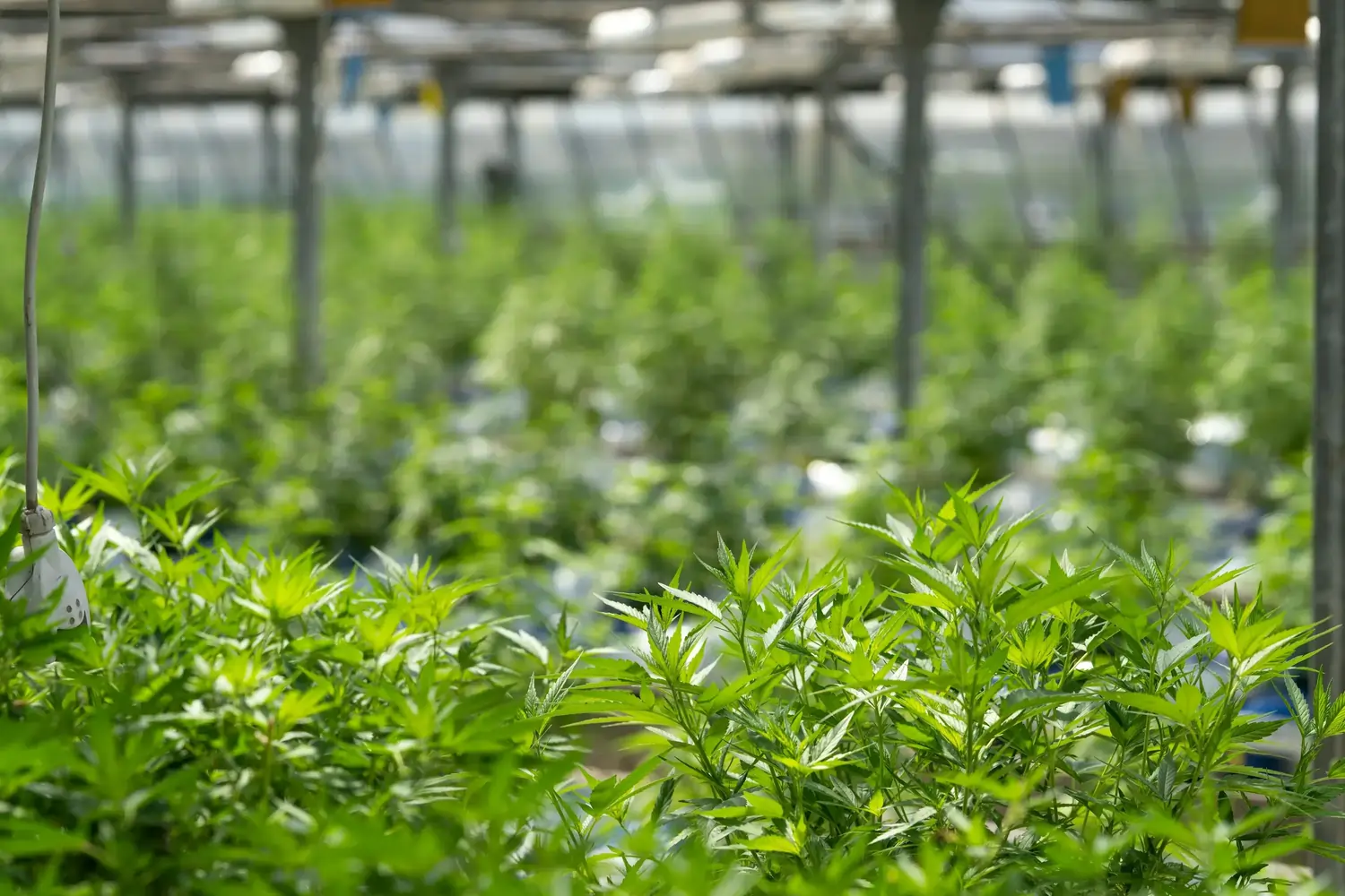Grüne Cannabispflanzen in Gewächshausreihen