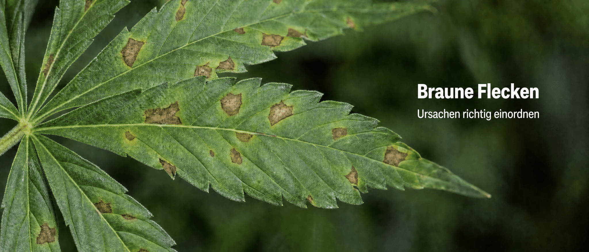 Makroaufnahme eines Cannabis-Fächerblatts mit mehreren unregelmäßigen braunen Flecken und gelblichen Rändern auf der Blattfläche.
