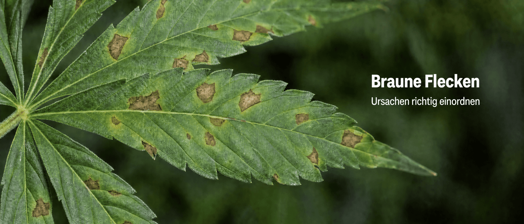 Makroaufnahme eines Cannabis-Fächerblatts mit mehreren unregelmäßigen braunen Flecken und gelblichen Rändern auf der Blattfläche.