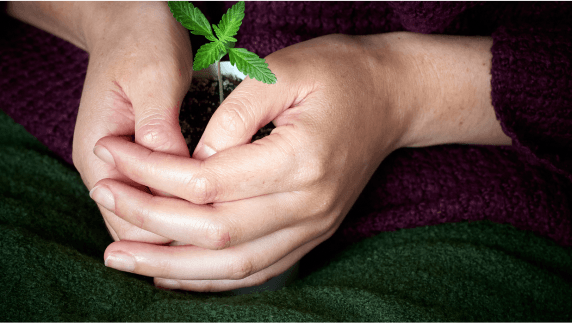 Zwei Hände umschließen kleinen Cannabissetzling in einem Topf