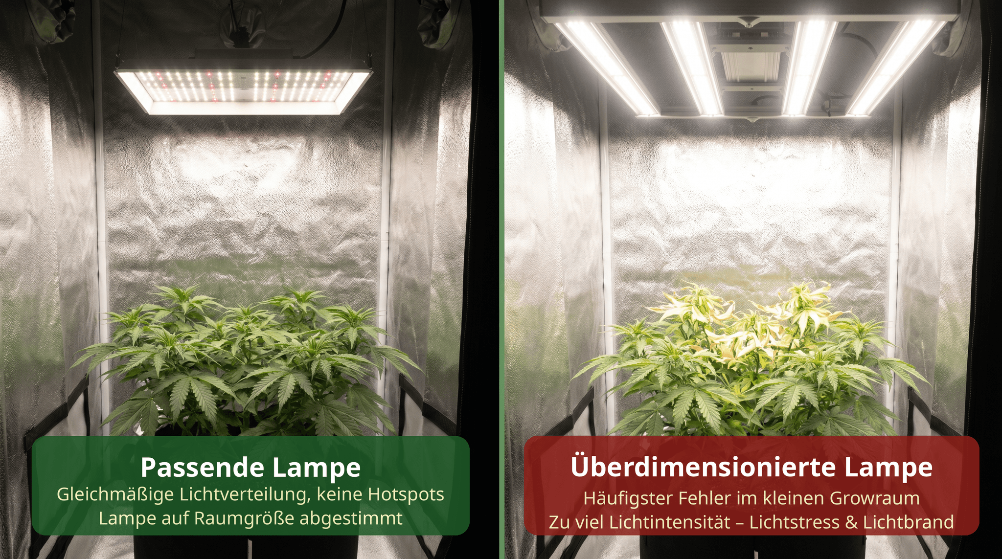 Vergleich passender und überdimensionierter Grow-Lampe im Growzelt: Links gesunde Cannabispflanze mit gleichmäßiger Lichtverteilung, rechts ausgebleichte Pflanze durch zu hohe Lichtintensität einer überdimensionierten LED-Lampe.