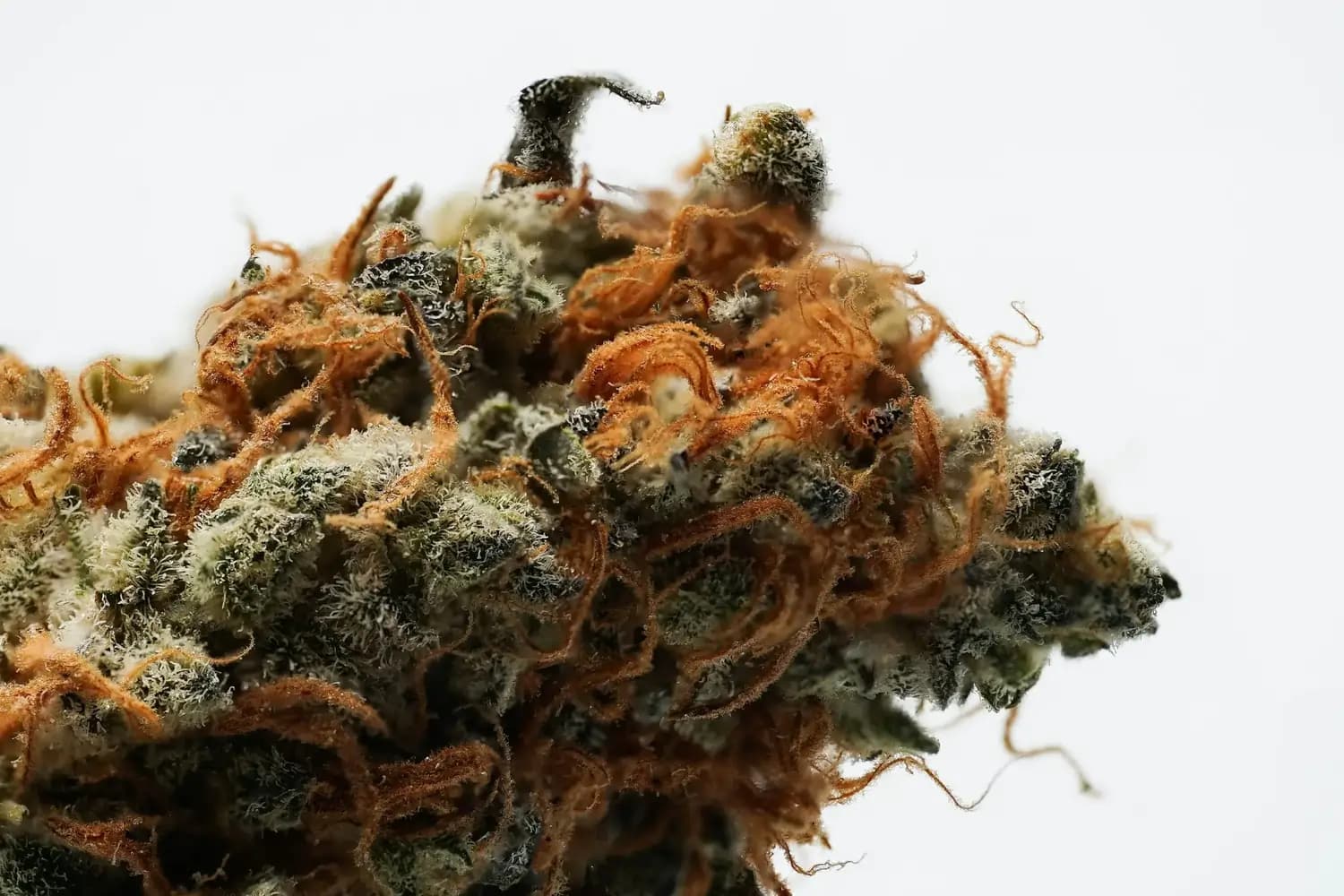 Nahaufnahme eines Cannabisbuds mit weißen Trichomen und orangefarbenen Härchen