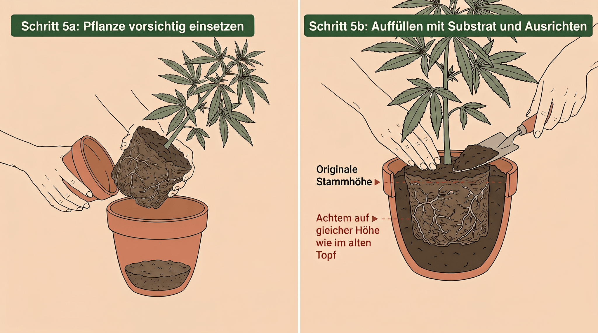 Hände setzen eine Cannabispflanze mit intaktem Wurzelballen in einen neuen, größeren Tontopf und füllen Substrat um die Wurzeln herum auf.