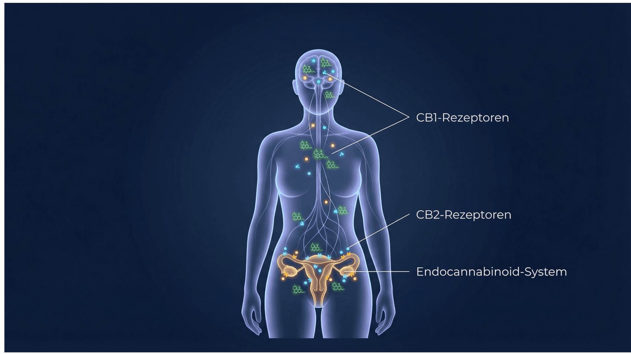 schaubild weibliches endocannabinoidsystem
