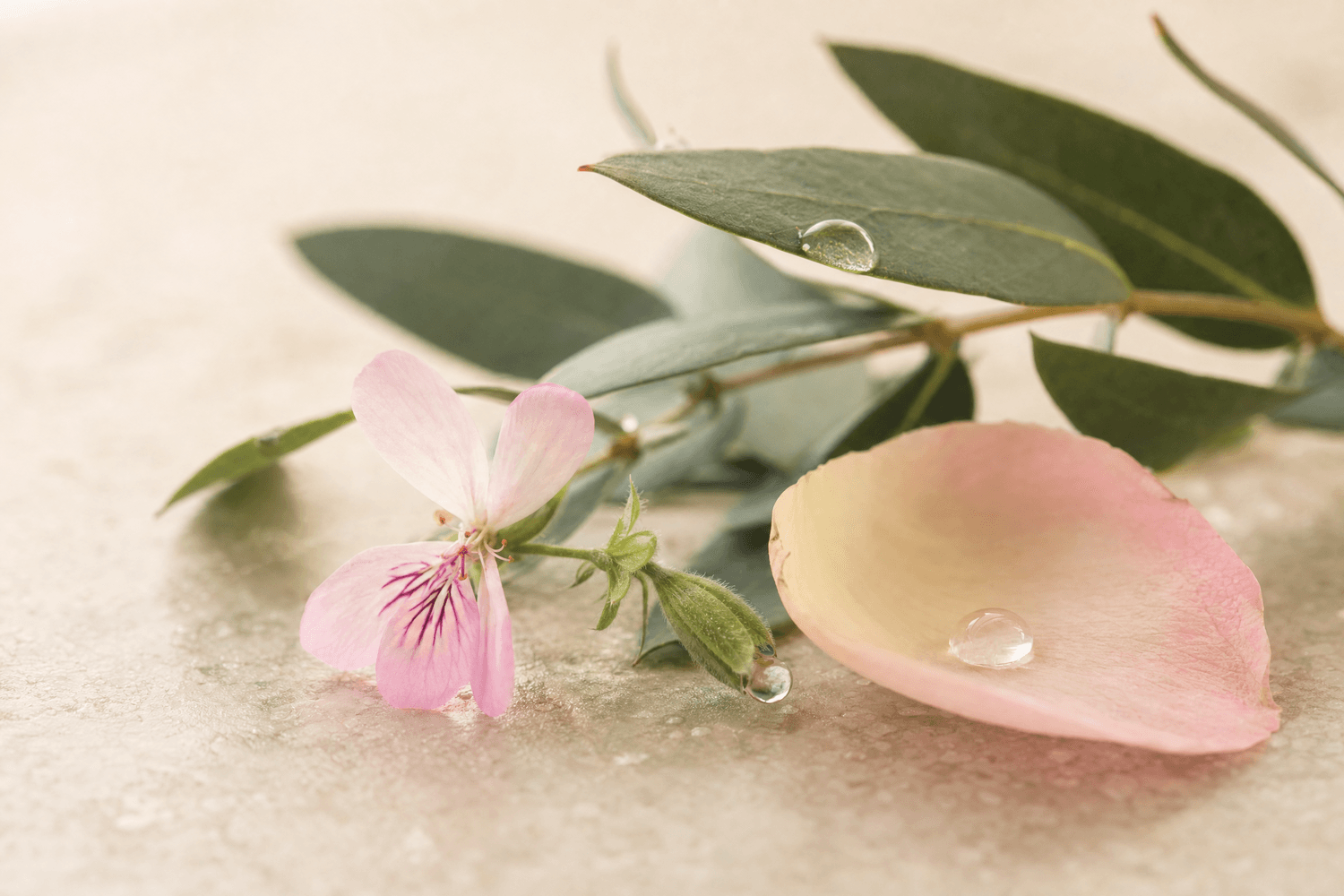 Zarte rosafarbene Blütenblätter, ein kleiner Blütenzweig und dunkelgrüne Blätter liegen auf einer hellen Oberfläche; einzelne Wassertropfen verweisen auf das blumig-frische Duftprofil von Citronellol.