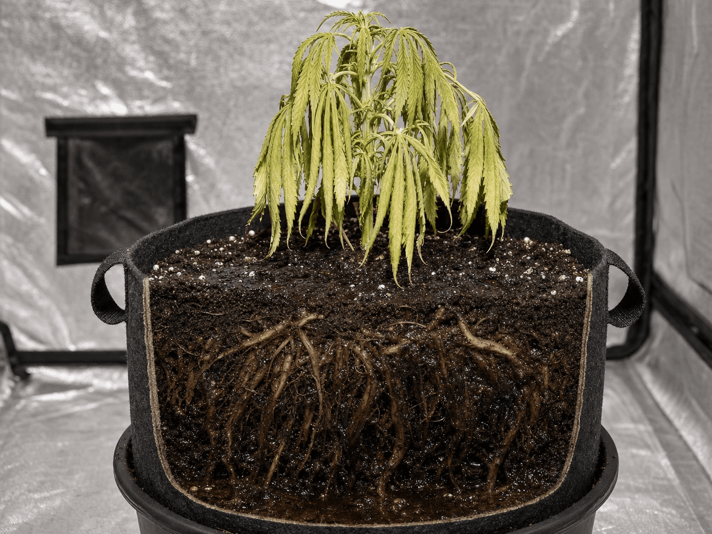 Der aufgeschnittene Fabric Pot zeigt braun verfärbte, geschädigte Wurzeln. Oben zeigt die Pflanze den typischen Turgorbverlust als direkte Folge der nicht mehr funktionierenden Wurzeln.