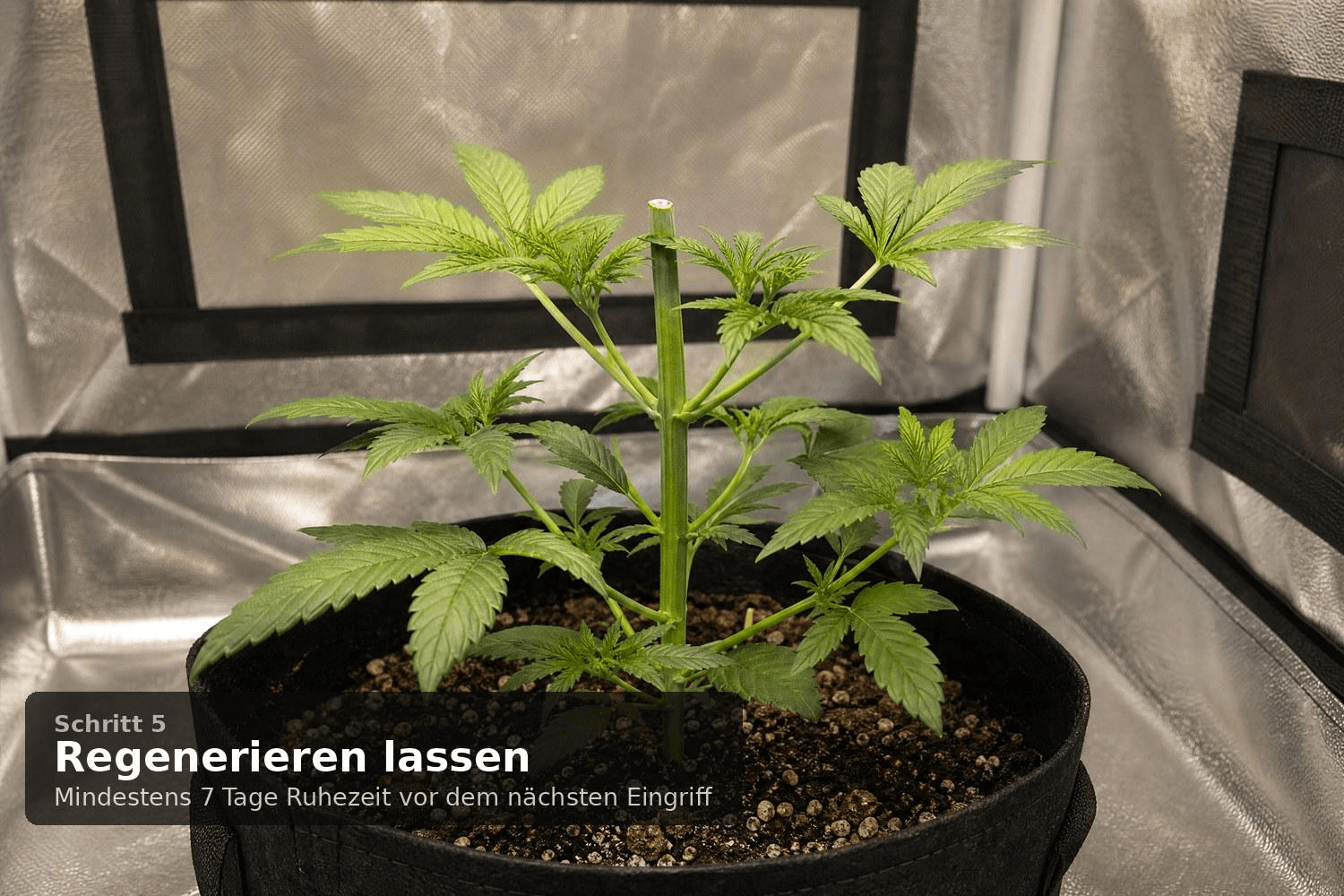 Frisch getoppte Cannabispflanze mit 5 bis 6 Nodien steht allein im Growzelt und erholt sich – die saubere Schnittstelle am oberen Stängelende ist sichtbar