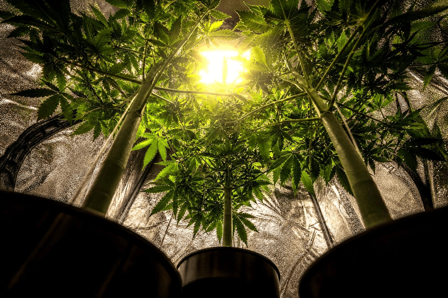 Froschperspektive von unten durch drei Cannabispflanzen in einem Indoor-Growzelt nach oben – LED-Growlampe leuchtet durch das Blätterdach.