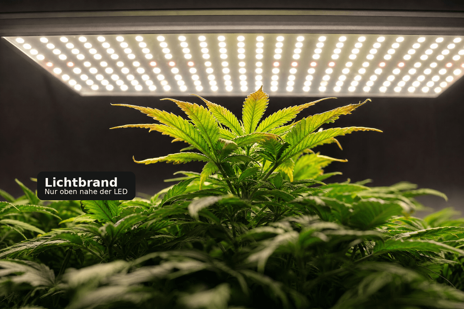 Obere Cannabisblätter direkt unter einer LED-Lampe, deutlich aufgehellt und an den Spitzen trocken geschädigt.